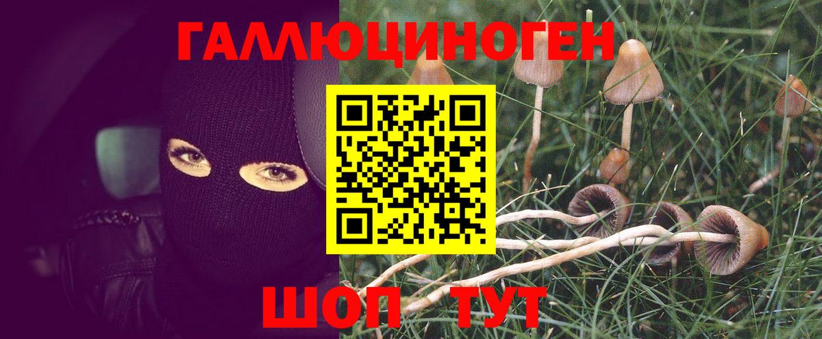 Галлюциногенные грибы Psilocybe Красногорск